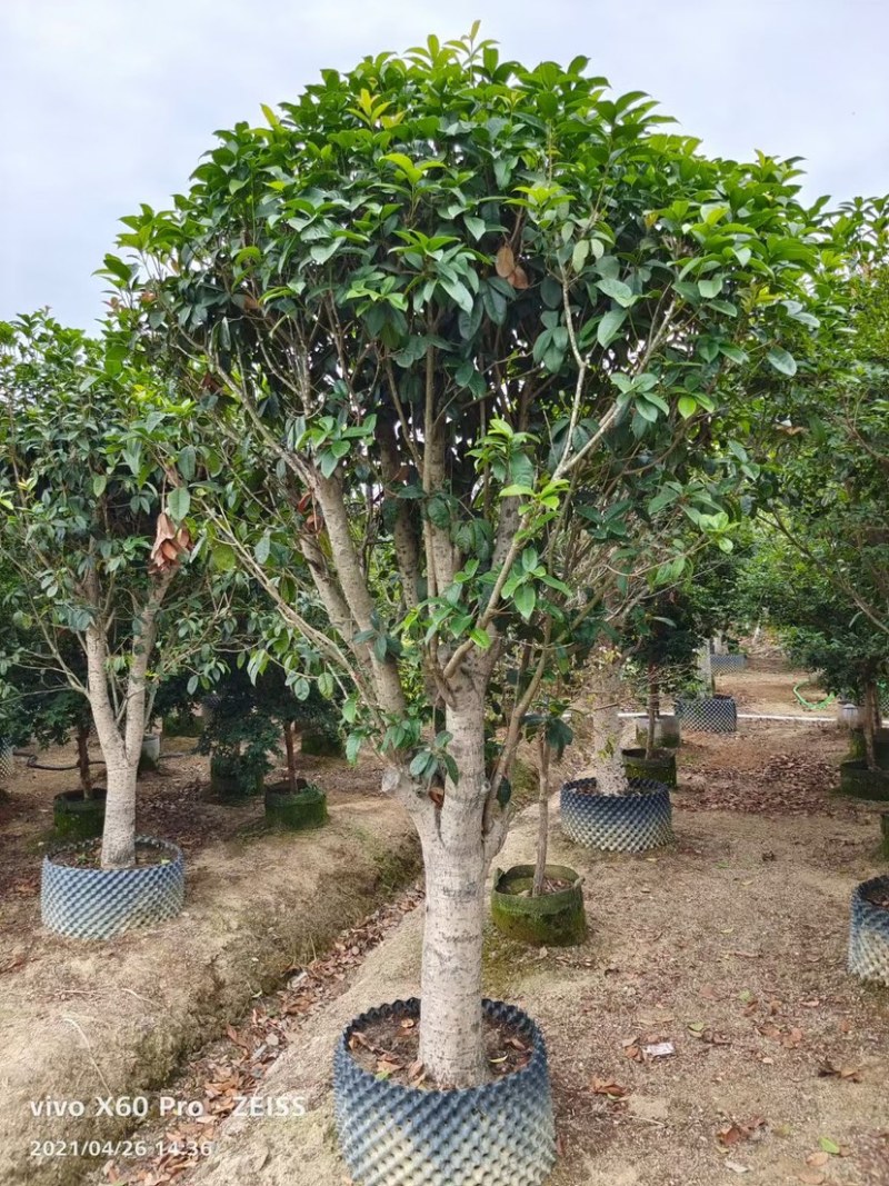 桂花四季桂花八月桂桂花移植苗袋苗红桂花