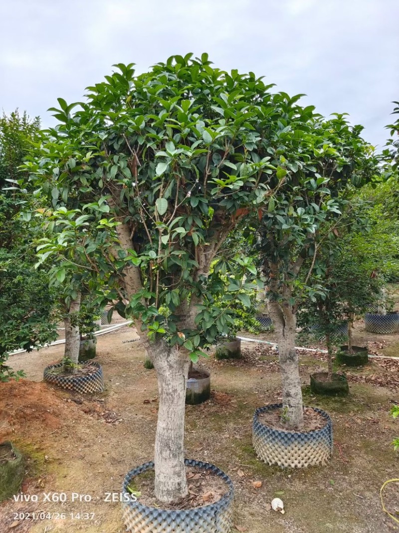 桂花四季桂花八月桂桂花移植苗袋苗红桂花