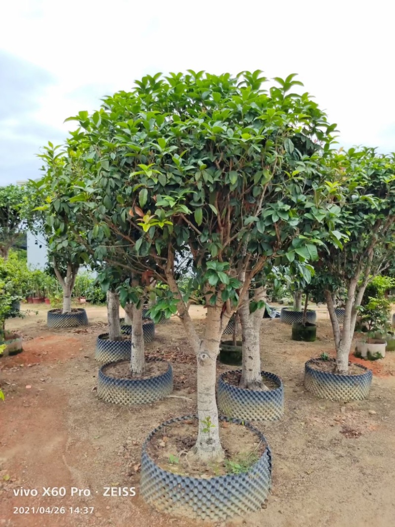 桂花四季桂花八月桂桂花移植苗袋苗红桂花