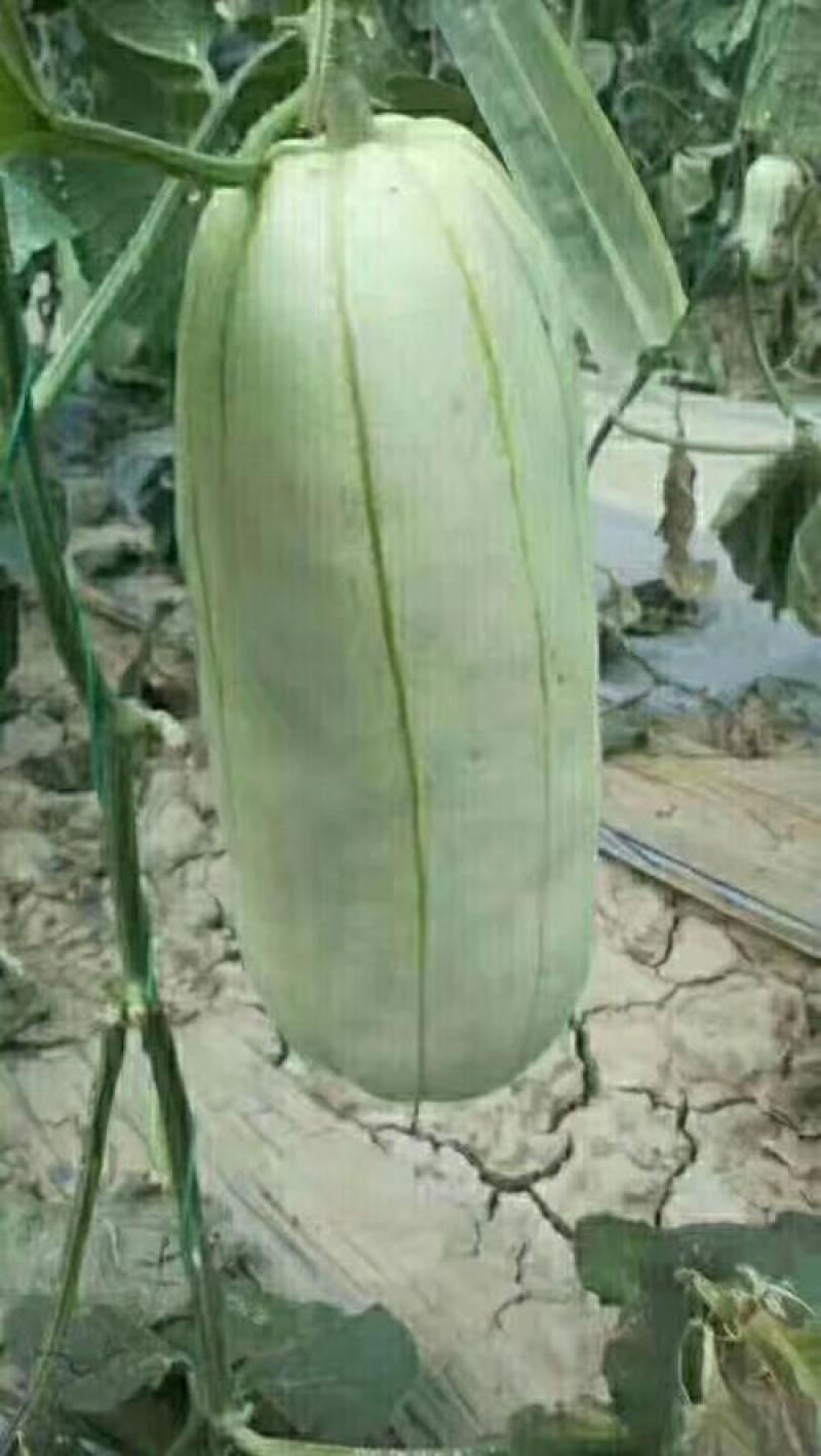 高石脆瓜
