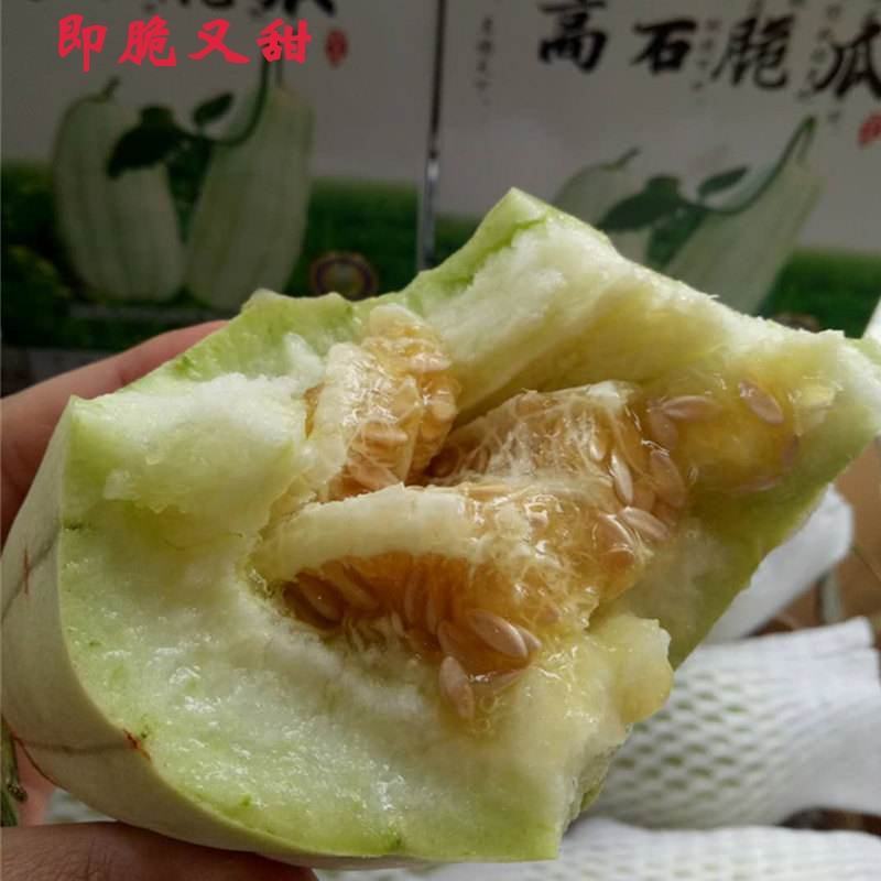 高石脆瓜