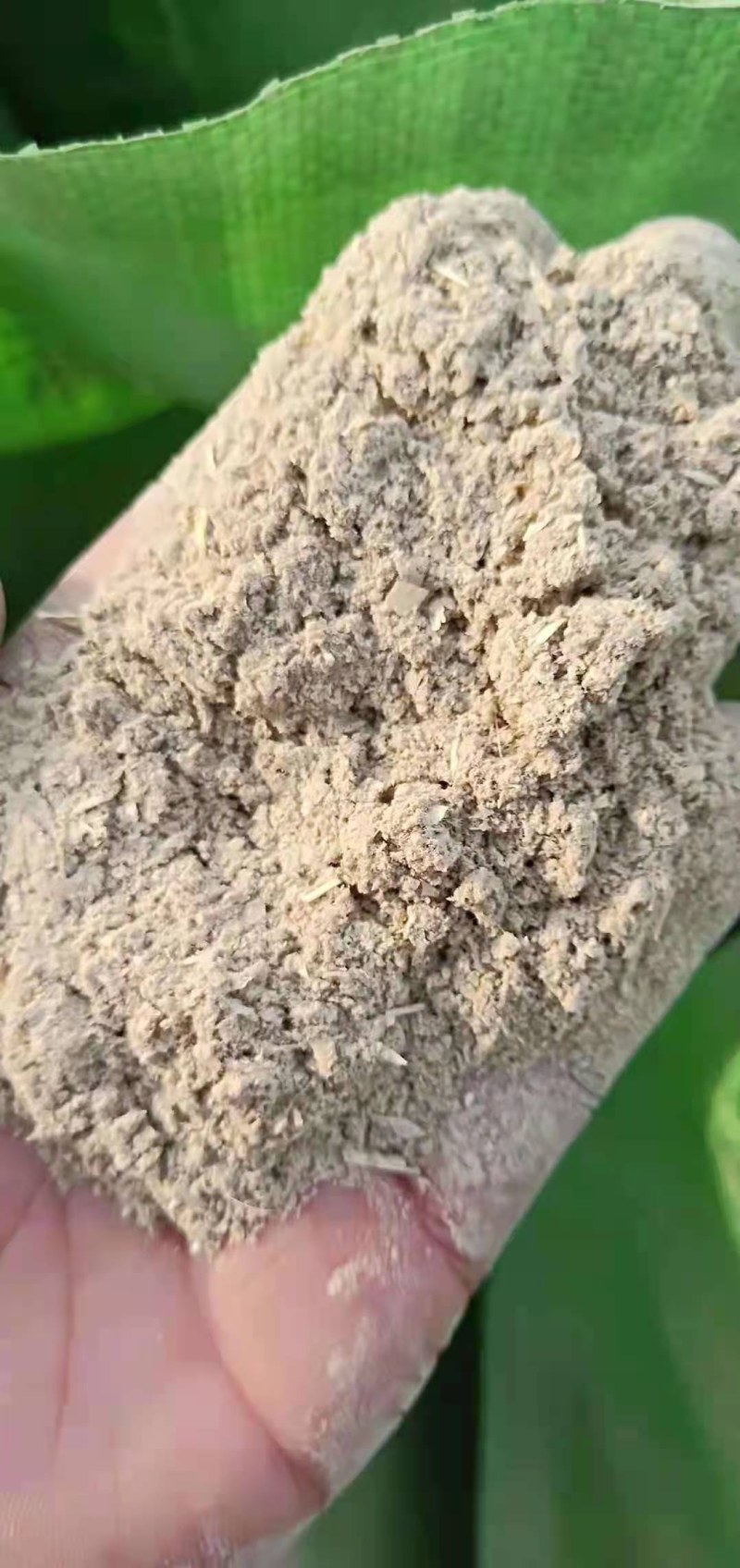 出售优质麦毛适合鸡鸭鹅饲料颜色黄色