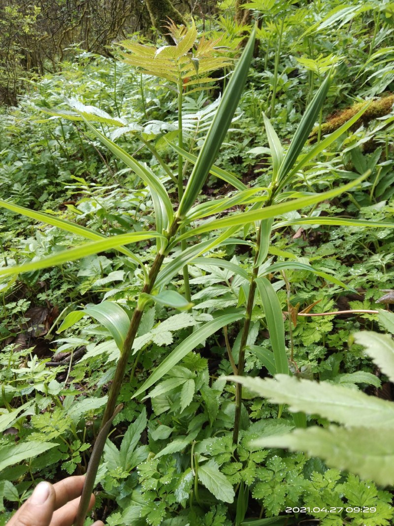 野生黄精、鸡头黄精、老虎姜、姜刑鸡头黄精