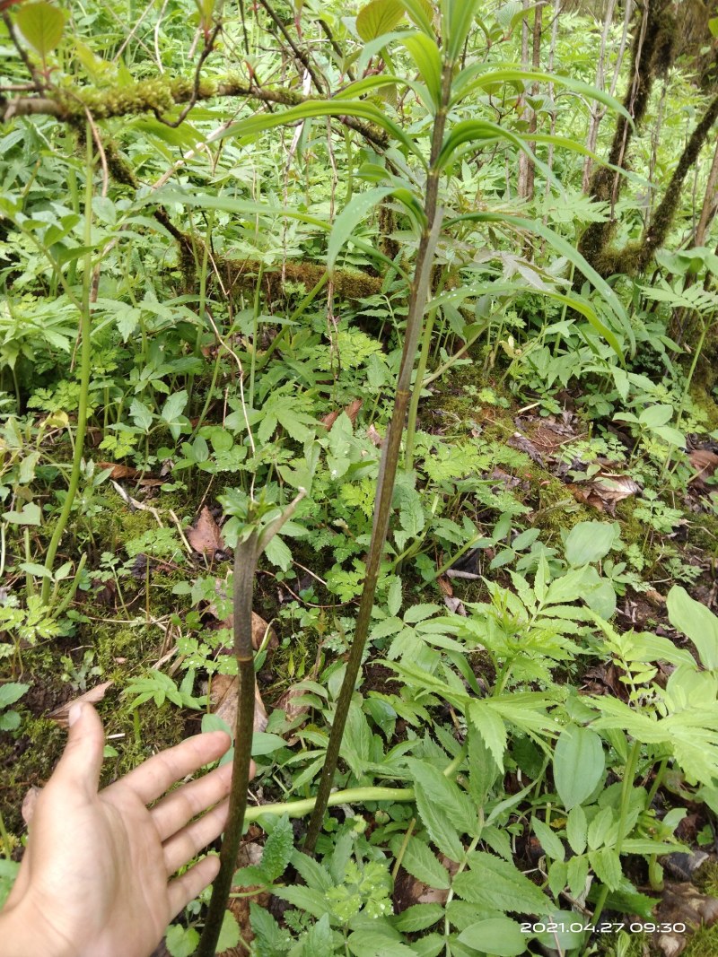 野生黄精、鸡头黄精、老虎姜、姜刑鸡头黄精