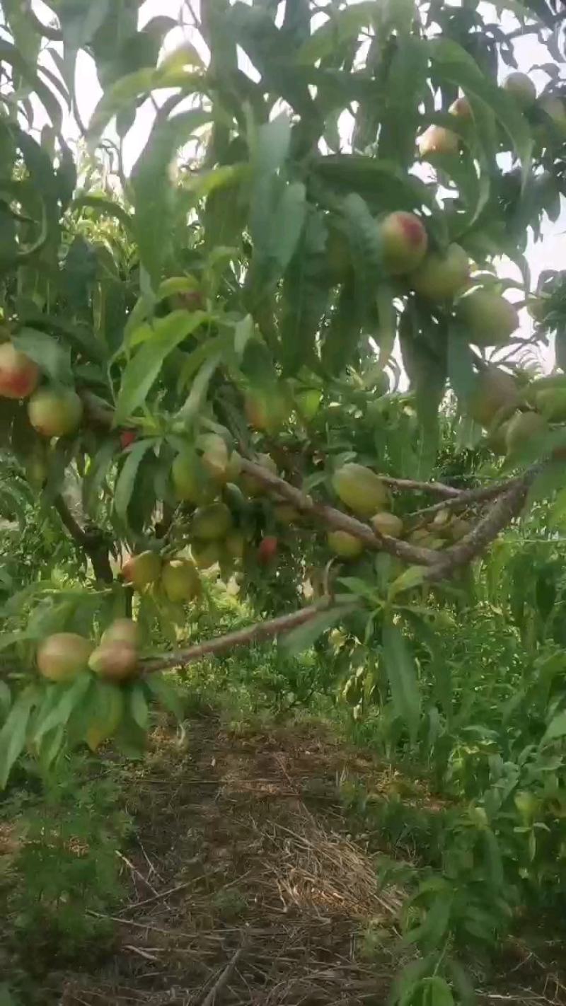 油桃