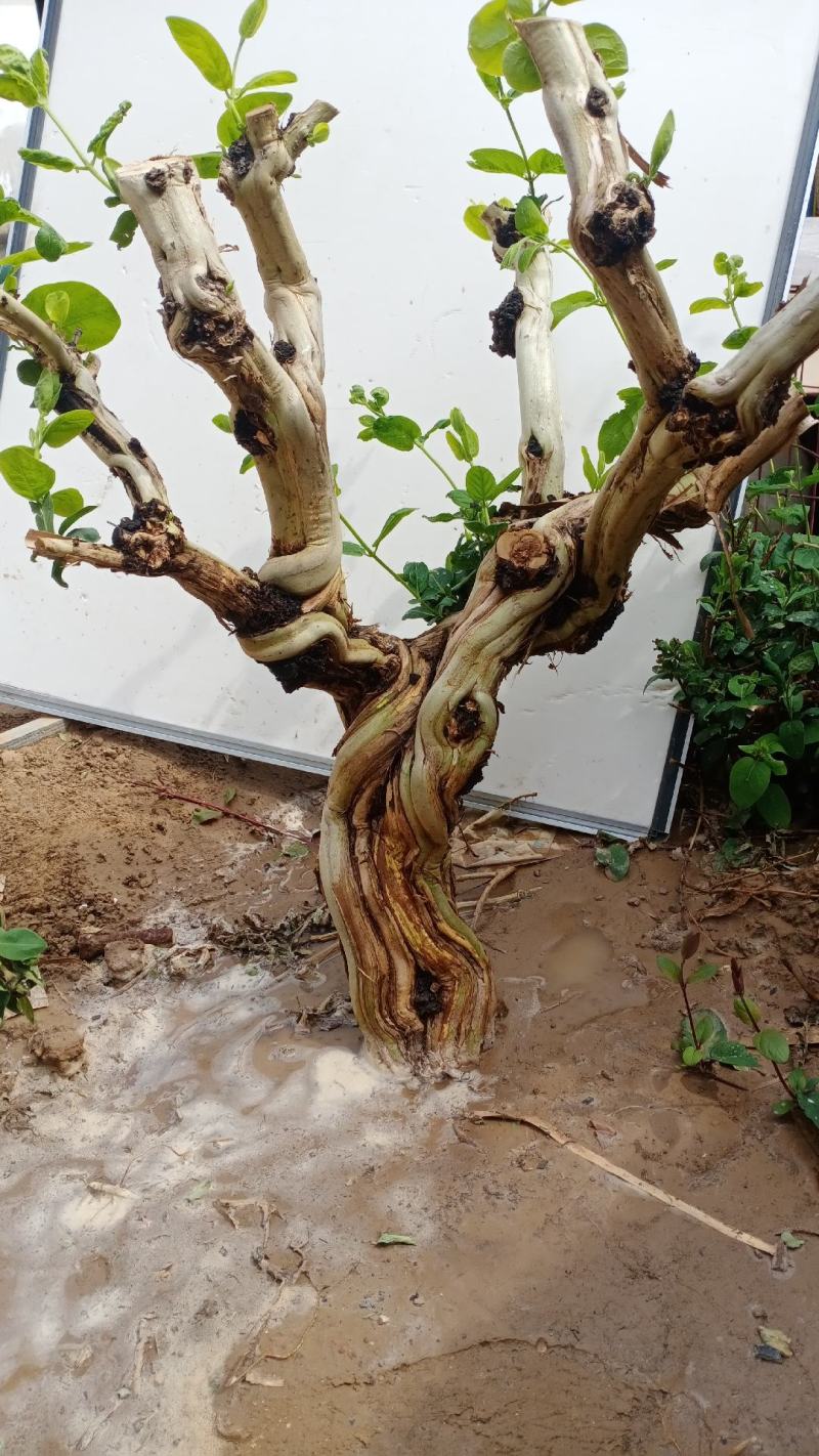 金银花老桩
