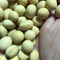 大黄豆苏北大粒黄精品粮出浆率46以上