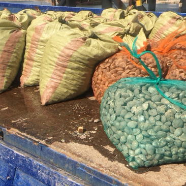 渤海湾人工花蛤船吸花蛤，白蛤，码头大量现货需要的来