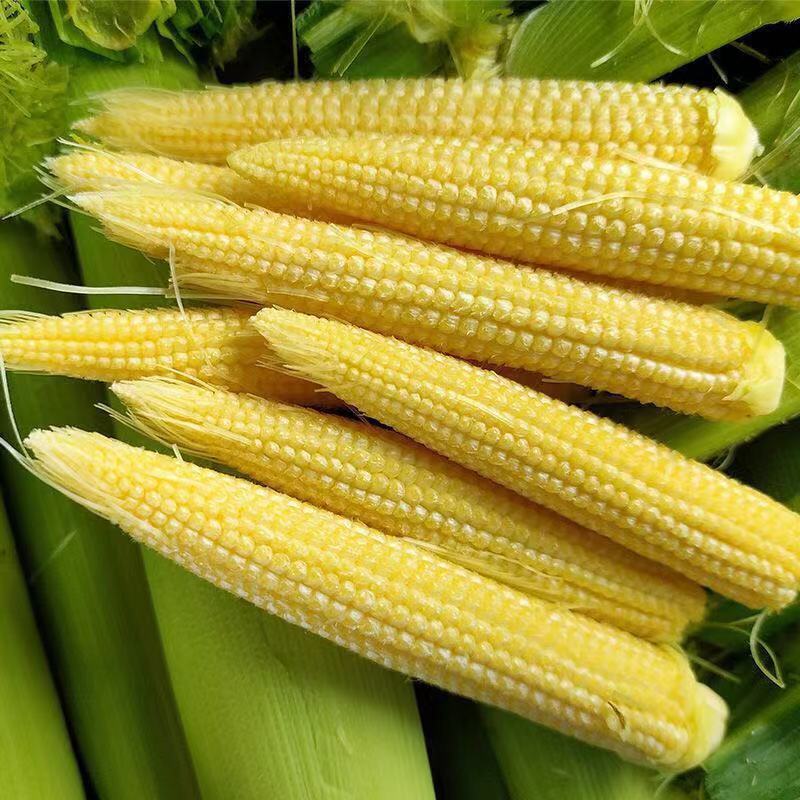 现摘甜玉米笋无农药迷你小玉米笋水果玉米新鲜蔬菜食材包邮。