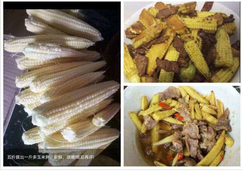 现摘甜玉米笋无农药迷你小玉米笋水果玉米新鲜蔬菜食材包邮。
