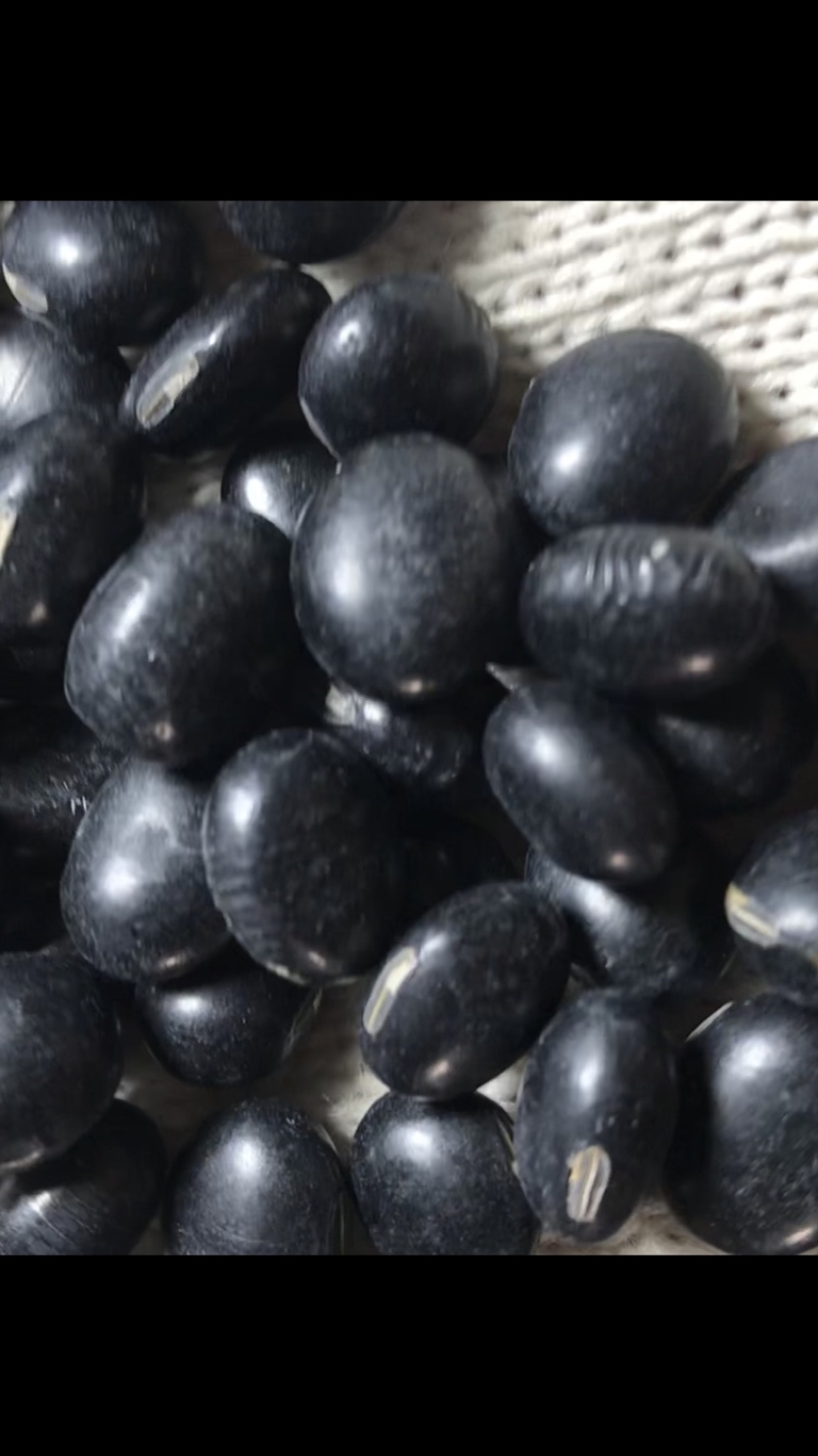 黑豆青仁黑豆抛光黑豆精品粮