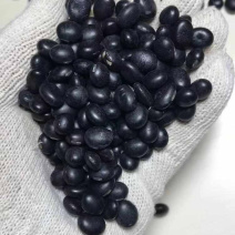 黑豆青仁黑豆抛光黑豆精品粮