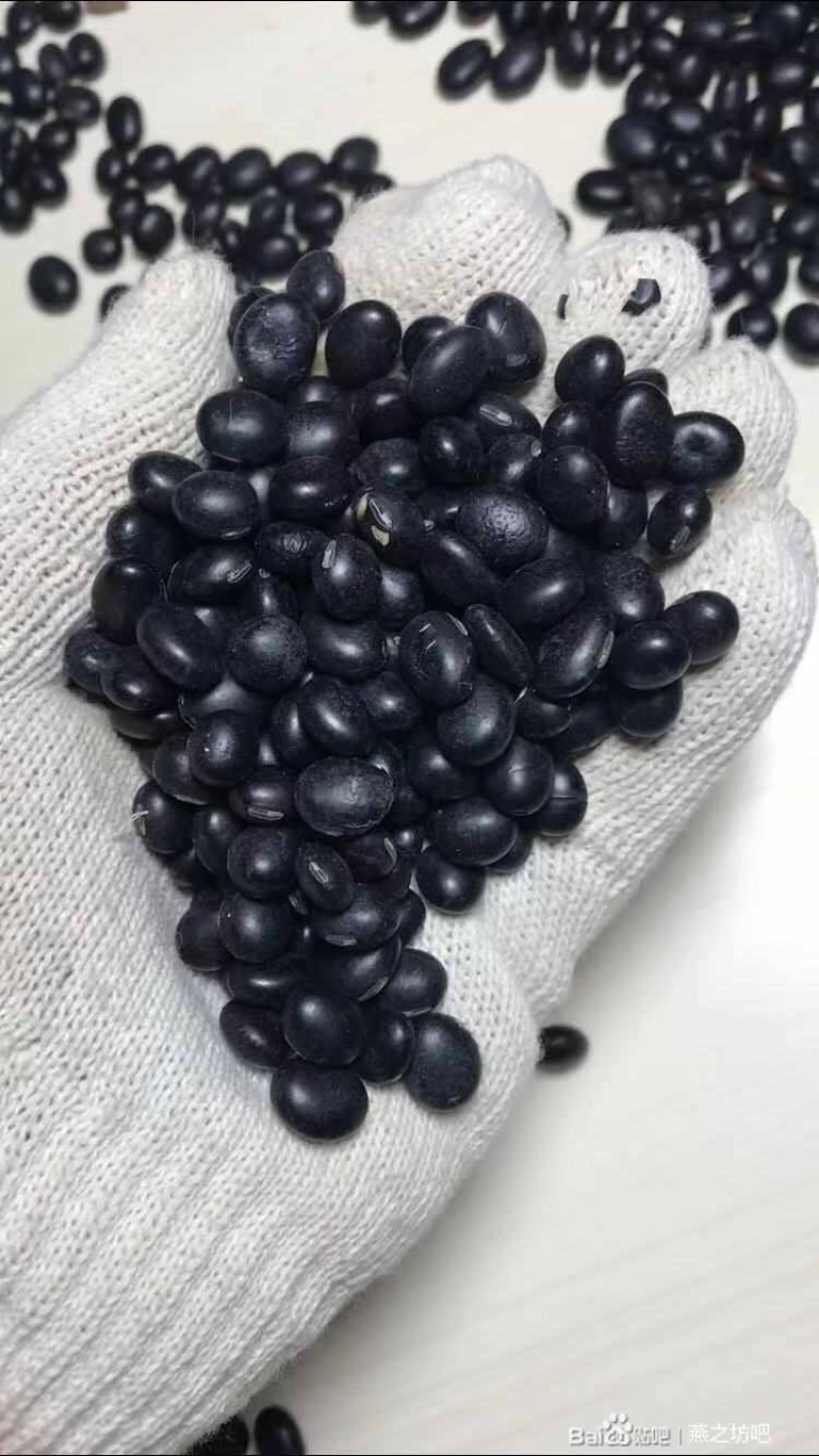 黑豆青仁黑豆抛光黑豆精品粮