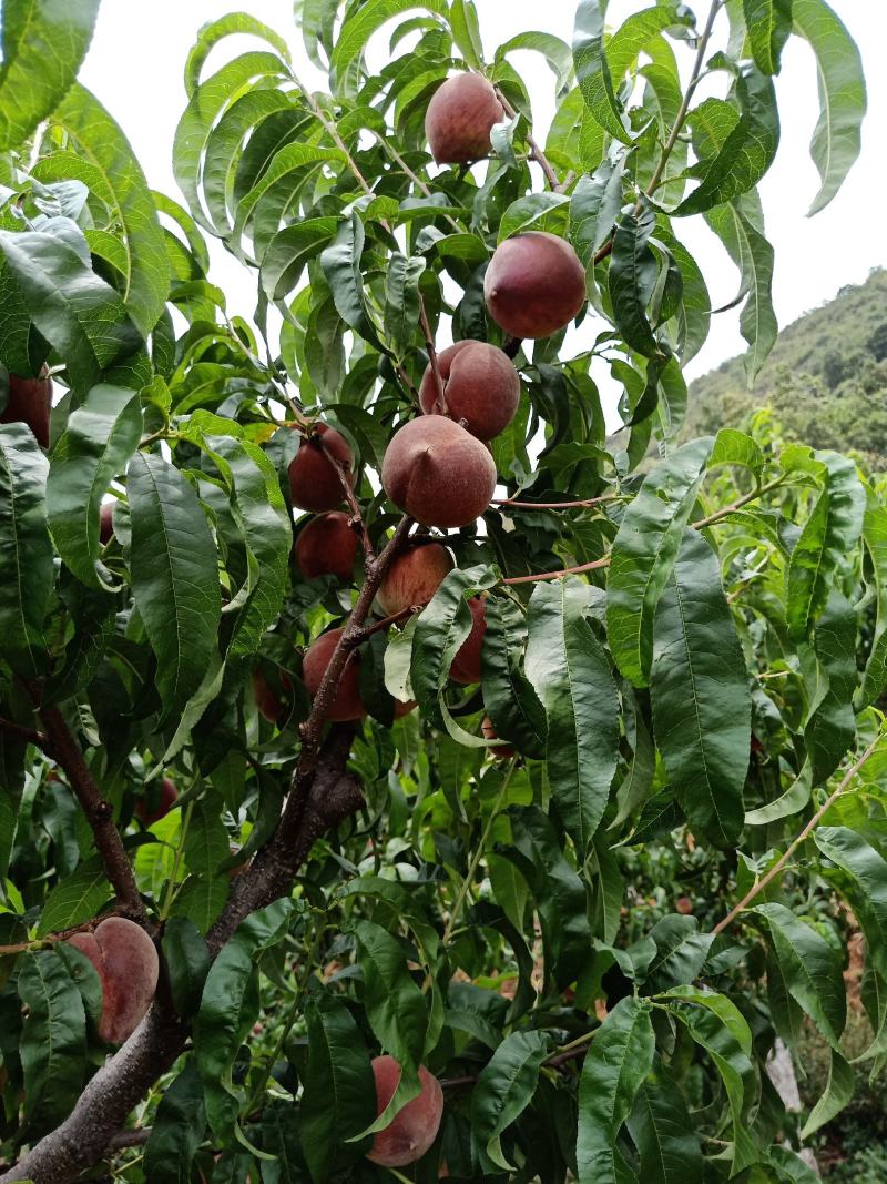 桃子红宝石毛桃红桃