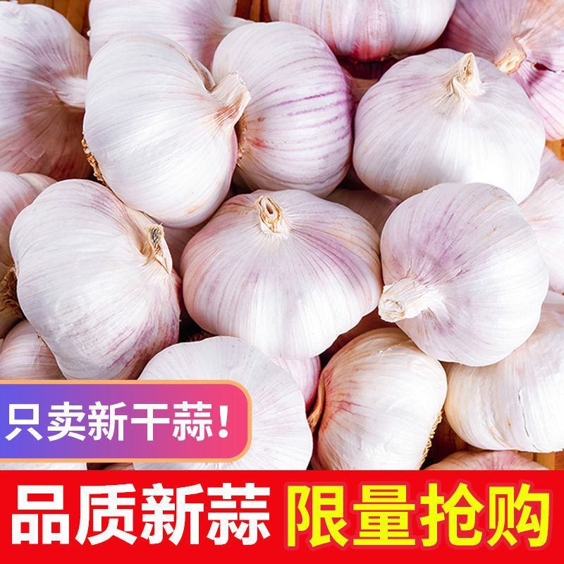 【新干蒜紫白皮】产地直干蒜大蒜头大蒜种子蒜头多规格包邮