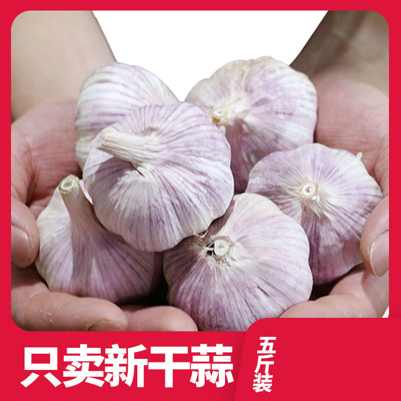 【新干蒜紫白皮】产地直干蒜大蒜头大蒜种子蒜头多规格包邮