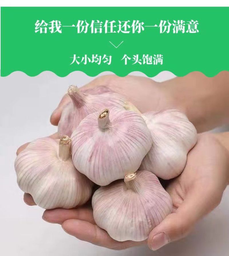 【新干蒜紫白皮】产地直干蒜大蒜头大蒜种子蒜头多规格包邮