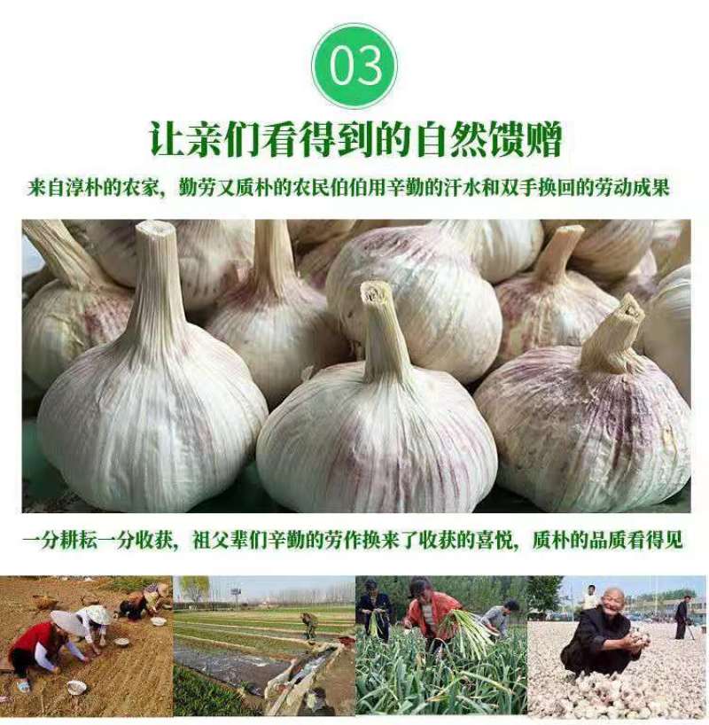 【新干蒜紫白皮】产地直干蒜大蒜头大蒜种子蒜头多规格包邮
