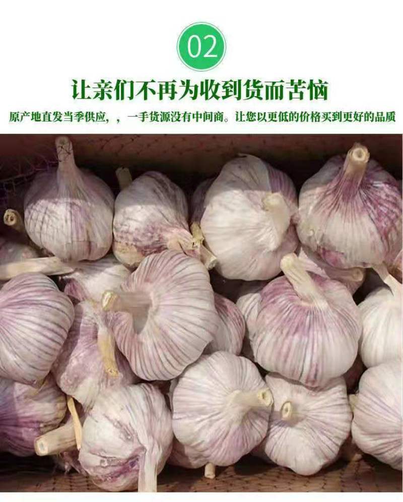 【新干蒜紫白皮】产地直干蒜大蒜头大蒜种子蒜头多规格包邮