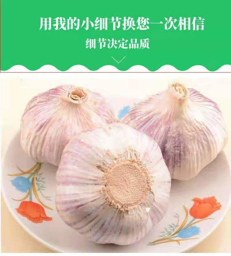 【新干蒜紫白皮】产地直干蒜大蒜头大蒜种子蒜头多规格包邮