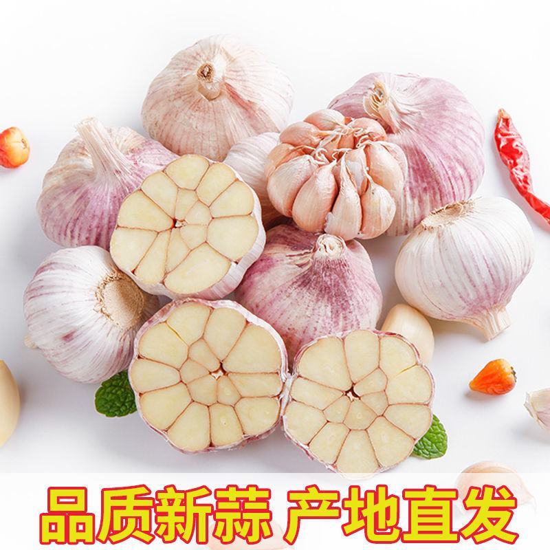 【新干蒜紫白皮】产地直干蒜大蒜头大蒜种子蒜头多规格包邮