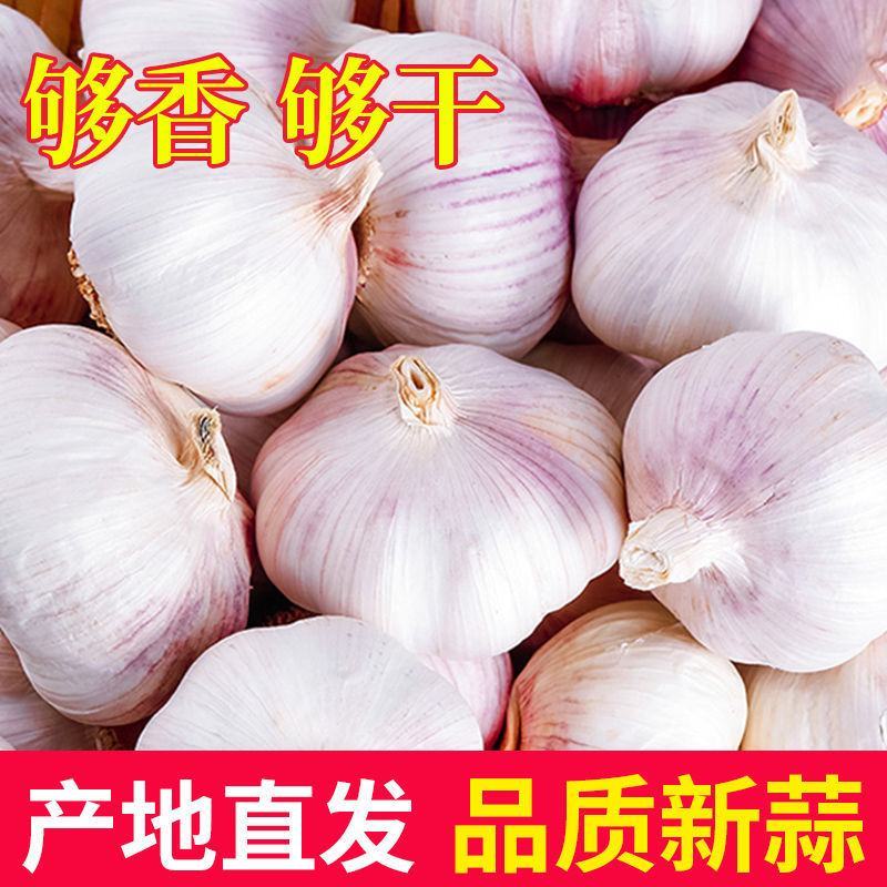 【新干蒜紫白皮】产地直干蒜大蒜头大蒜种子蒜头多规格包邮