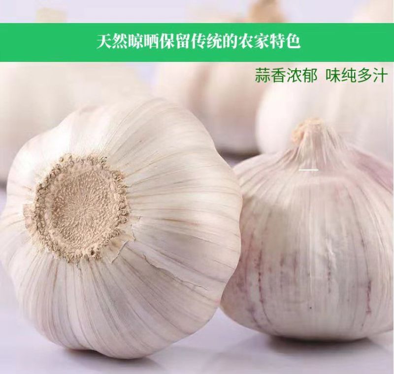 【新干蒜紫白皮】产地直干蒜大蒜头大蒜种子蒜头多规格包邮