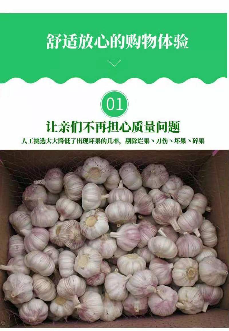 【新干蒜紫白皮】产地直干蒜大蒜头大蒜种子蒜头多规格包邮