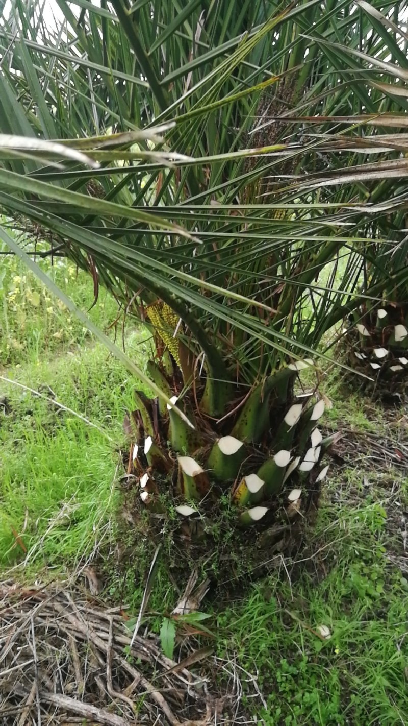 加拿利海枣树，湖北荆州种植园