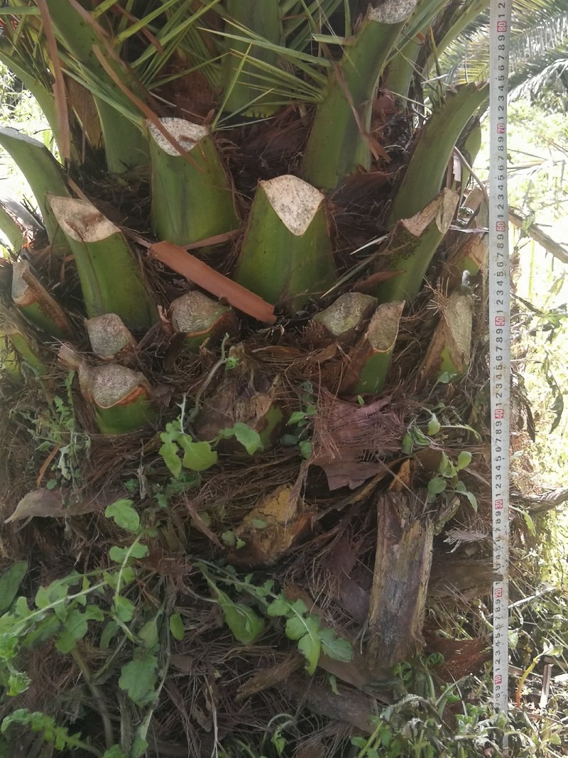 加拿利海枣树，湖北荆州种植园