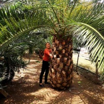 加拿利海枣树，湖北荆州种植园