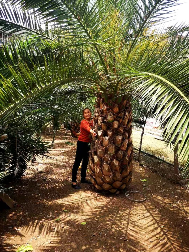 加拿利海枣树，湖北荆州种植园