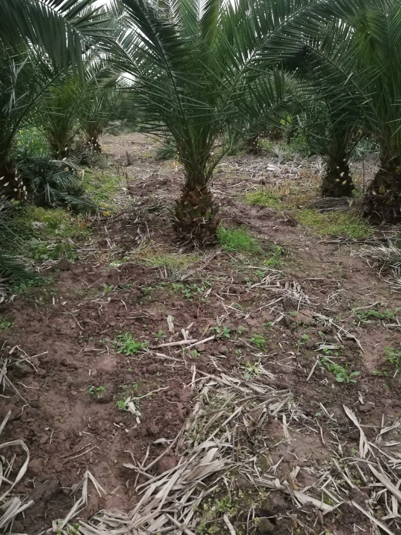 加拿利海枣树，湖北荆州种植园