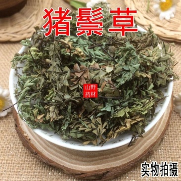 云南中药材猪鬃草铁线，草铁丝草。