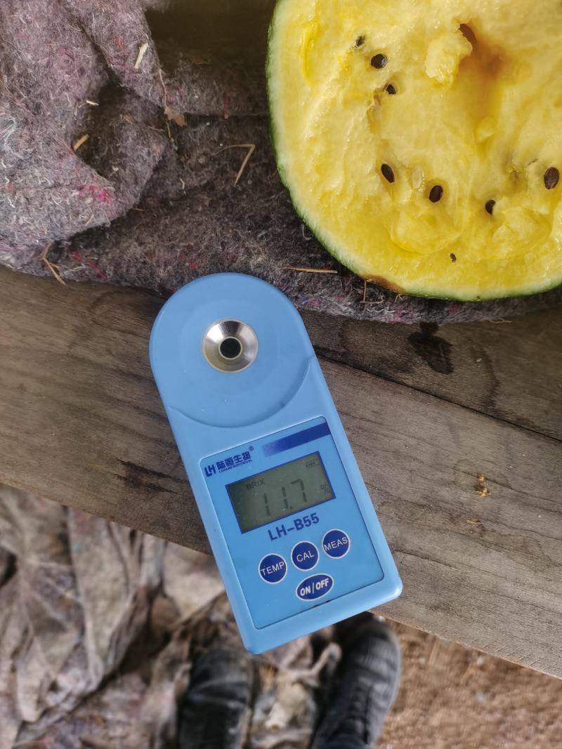 大棚种植精品特小凤西瓜皮薄多汁现摘现发大量上市中