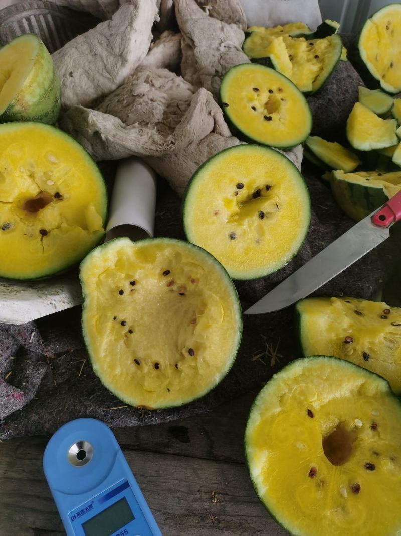 大棚种植精品特小凤西瓜皮薄多汁现摘现发大量上市中