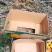 丰园红杏子，颜色艳丽，口感酸甜，熟透后纯甜。