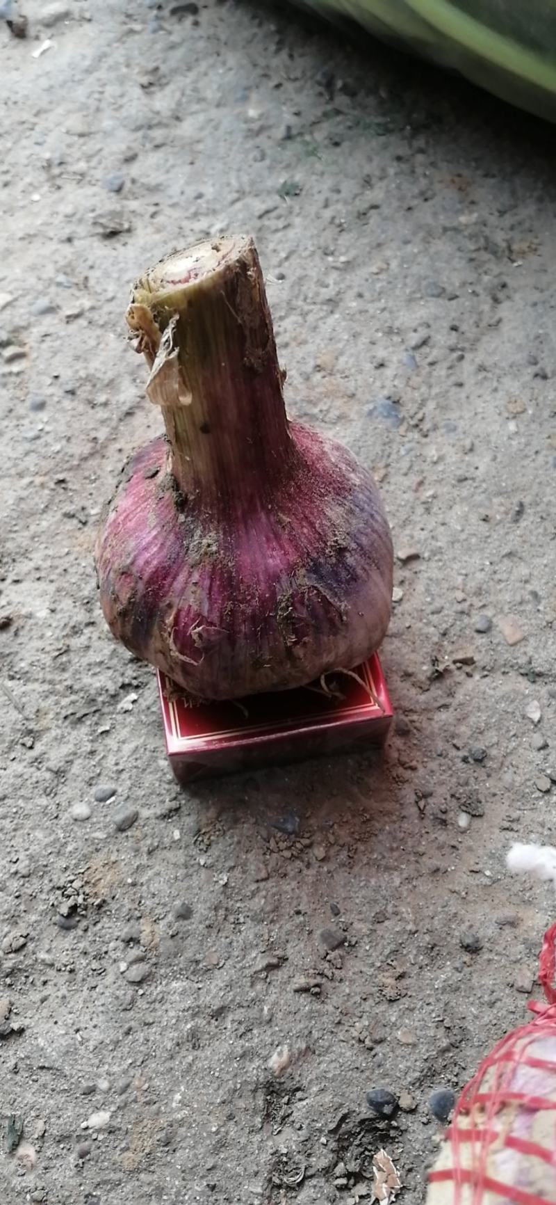 临颖大蒜