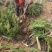 自产自销200万棵小龙柏基地直销50-80公分高
