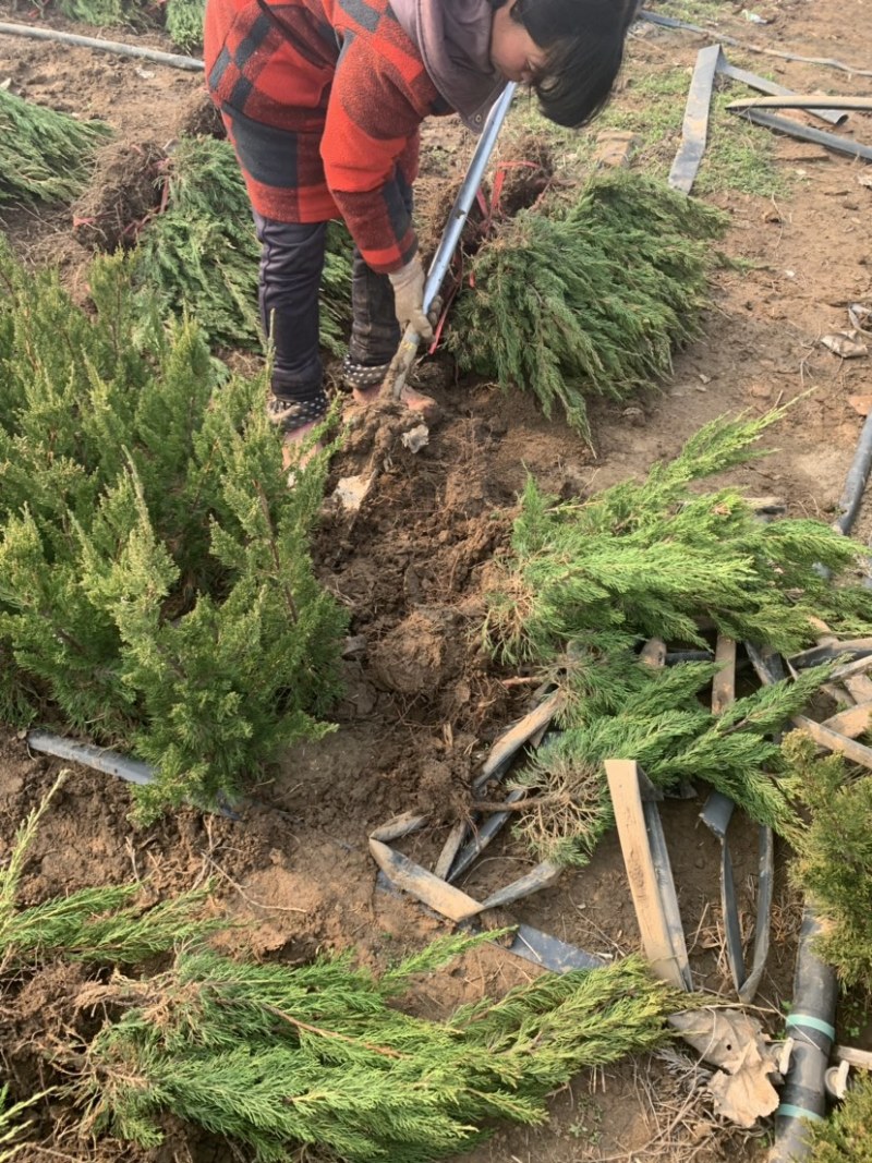 自产自销200万棵小龙柏基地直销50-80公分高