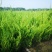 自产自销200万棵小龙柏基地直销50-80公分高