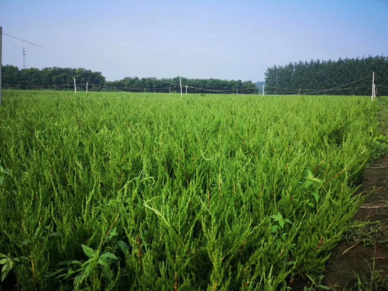 自产自销200万棵小龙柏基地直销50-80公分高