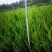 自产自销200万棵小龙柏基地直销50-80公分高