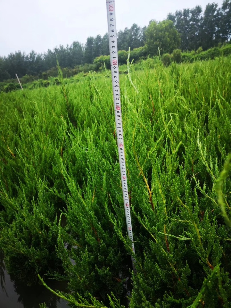 自产自销200万棵小龙柏基地直销50-80公分高