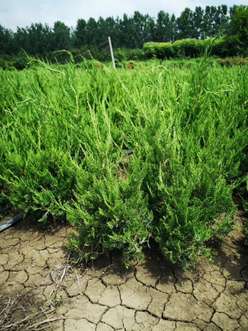 自产自销200万棵小龙柏基地直销50-80公分高