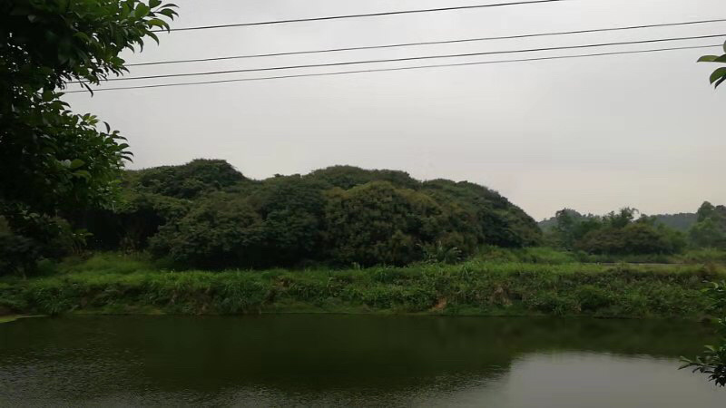 蜂蜜