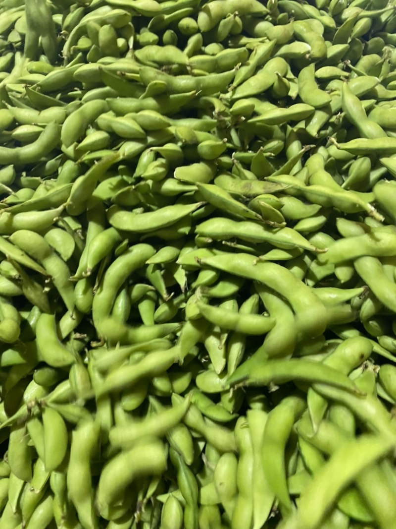 福建翠绿宝、64、毛豆籽粒饱满虫害少货源充足