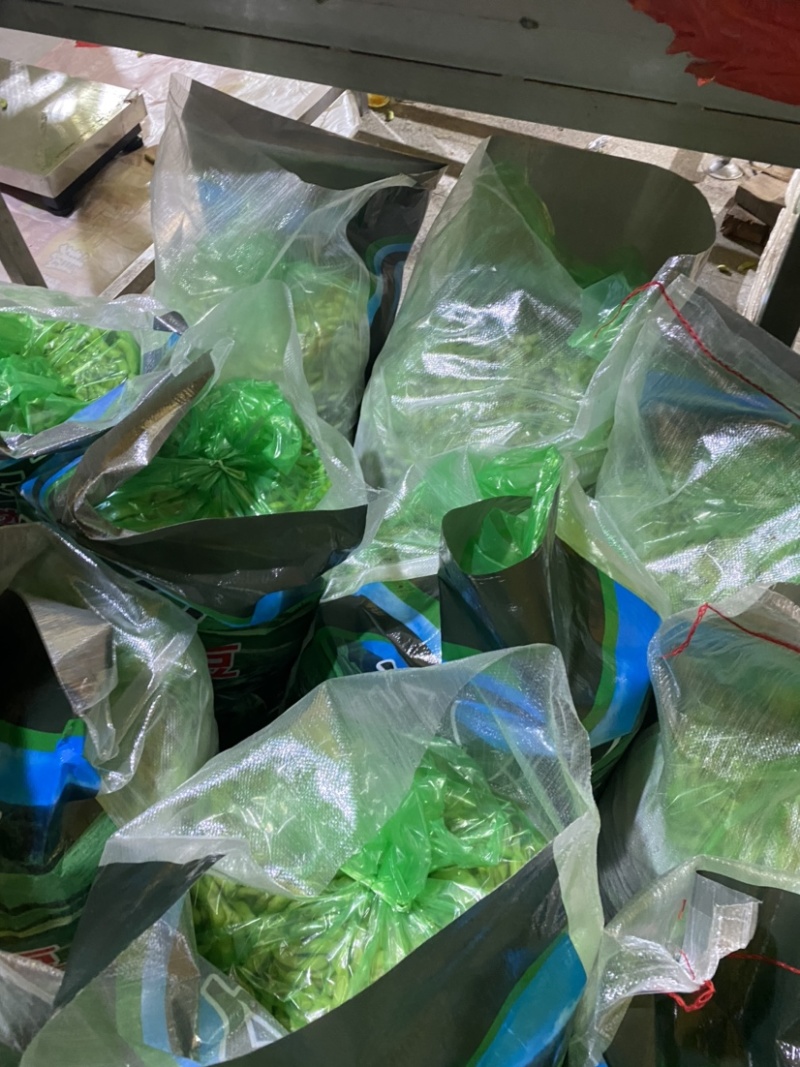 福建精品毛豆（上海青，3号，翠绿，64）基地冷库代收代发