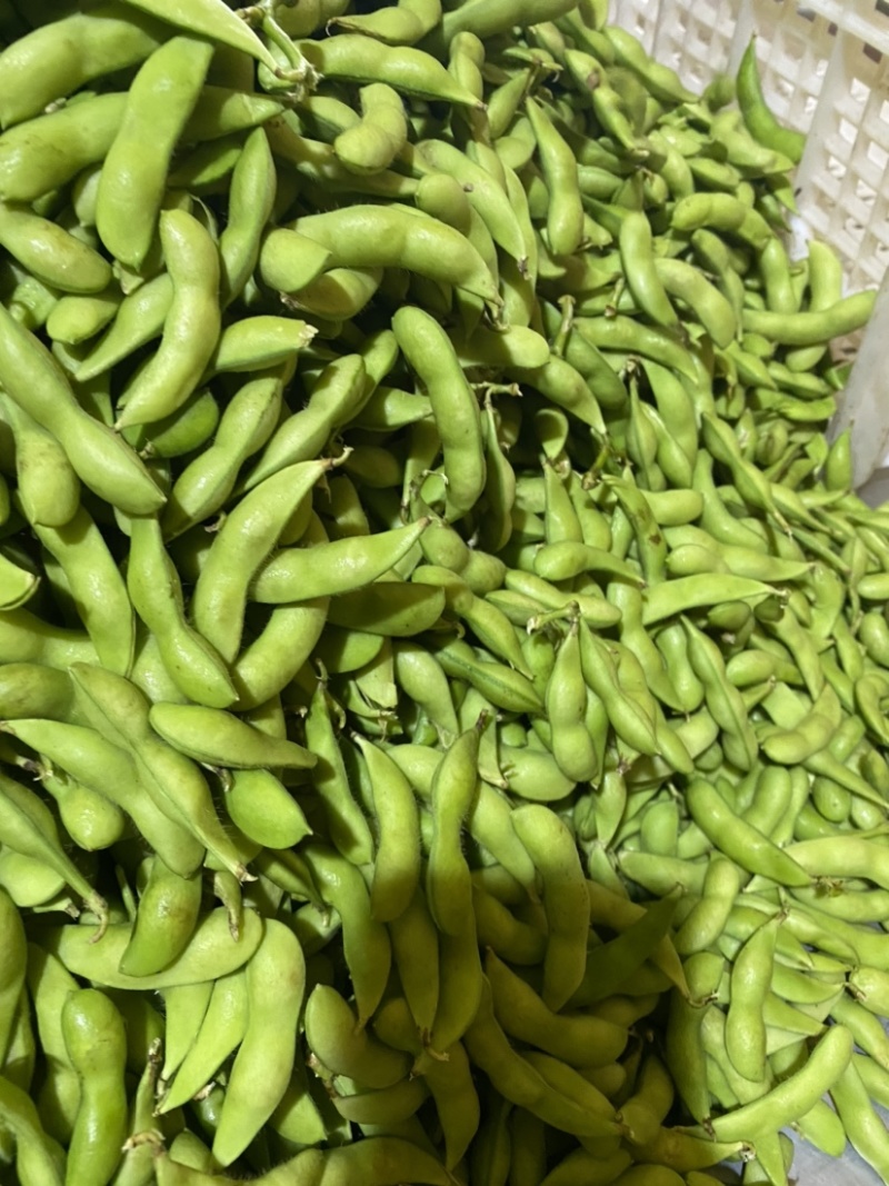 福建翠绿宝、64、毛豆籽粒饱满虫害少货源充足