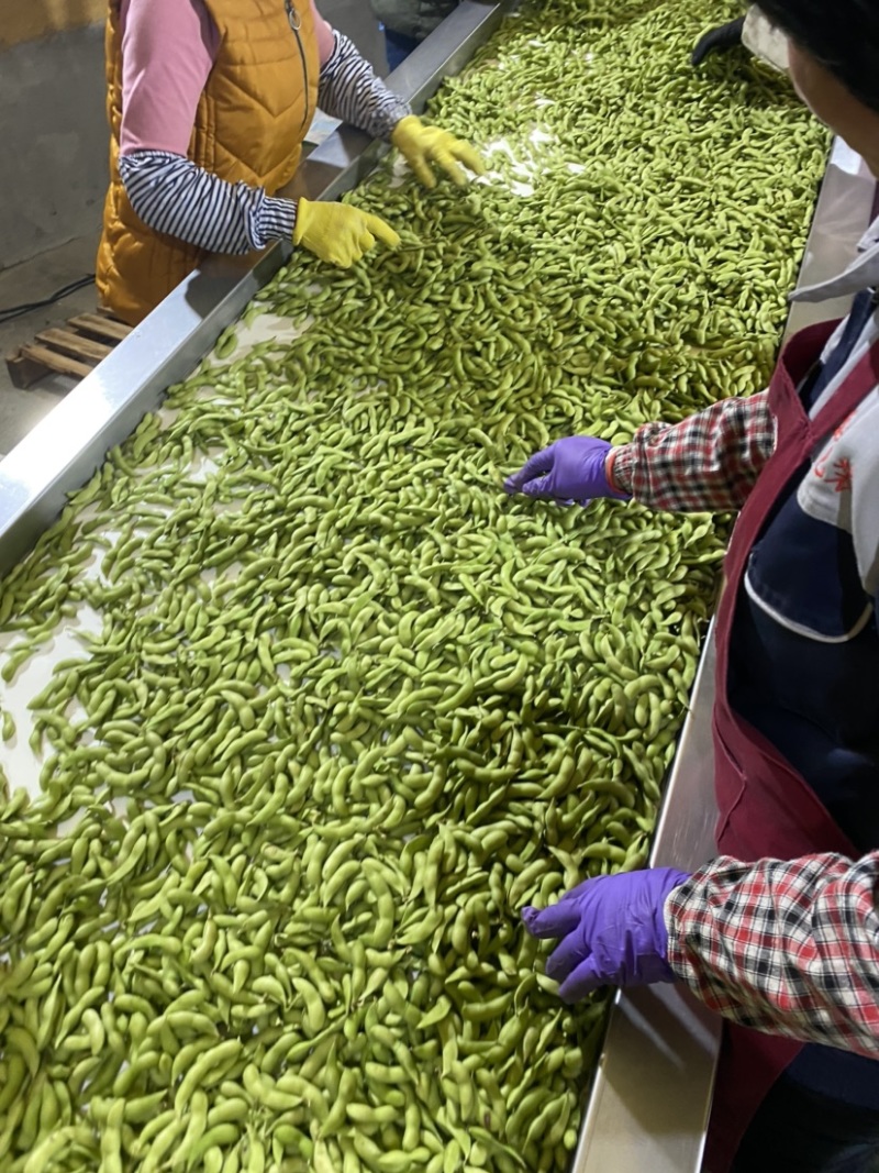 福建翠绿宝、64、毛豆籽粒饱满虫害少货源充足